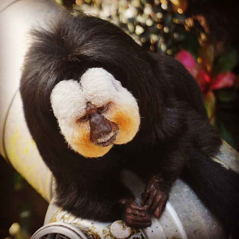 things to do in Galveston saki monkey