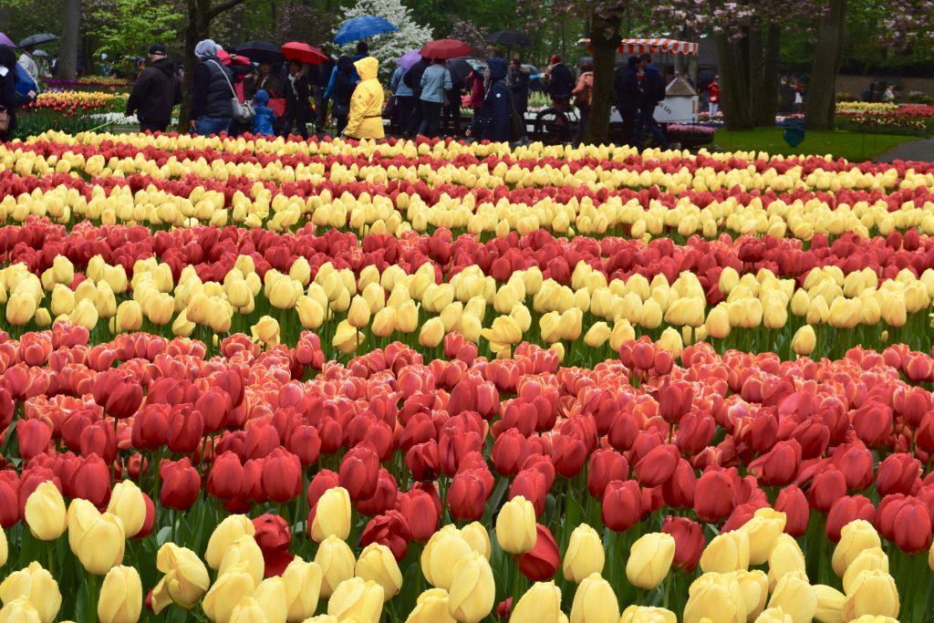 Keukenhof Tulips in their glory