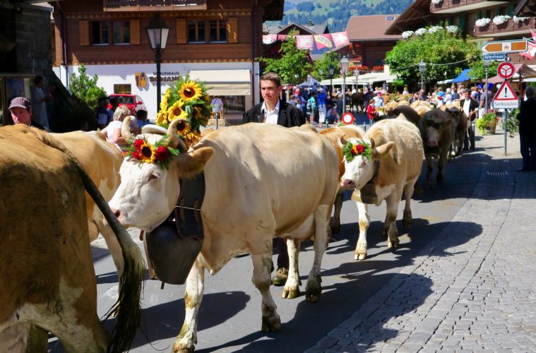 cows parade in Gstaad, Switzerland