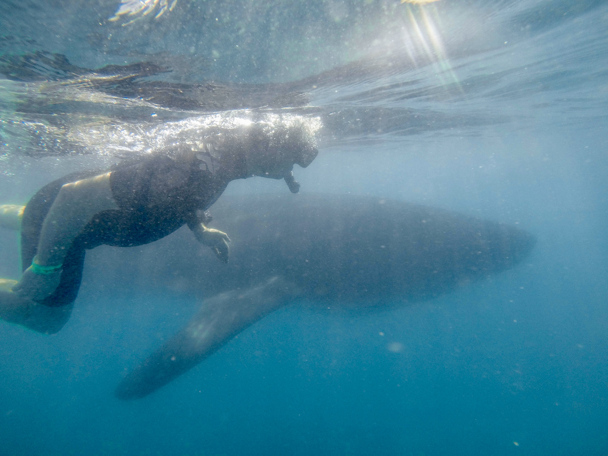 Jennifer beside a whale shark (credit: Cabo Adventures)