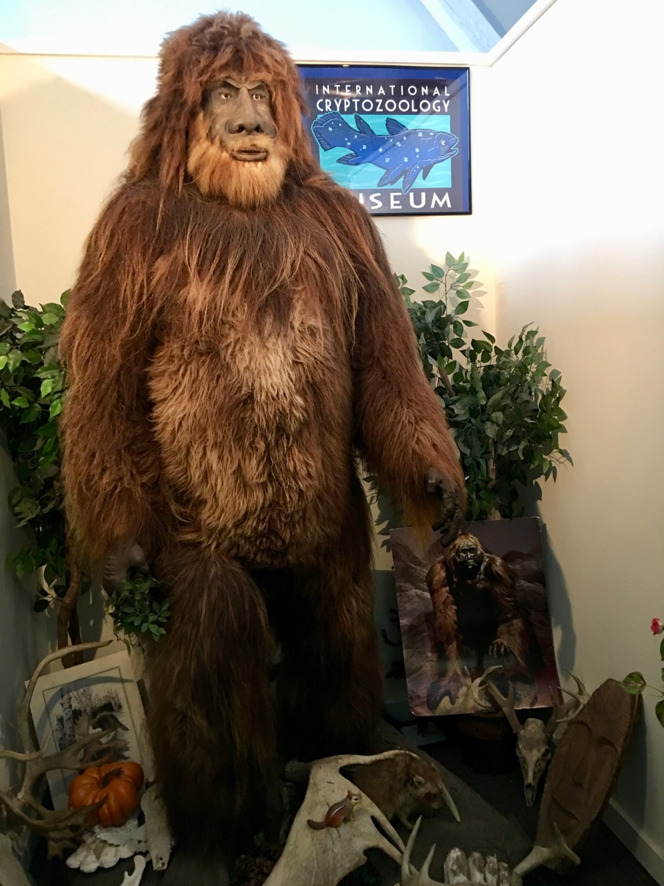 Bigfoot exhibit at the International Cryptozoology Museum, a quirky Maine museum